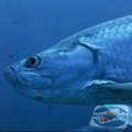 megalops-cyprinoides