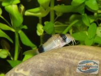 corydoras-panda