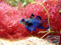 pterosynchiropus-splendidus-mandarin-dragonet