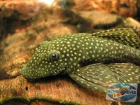 ancistrus